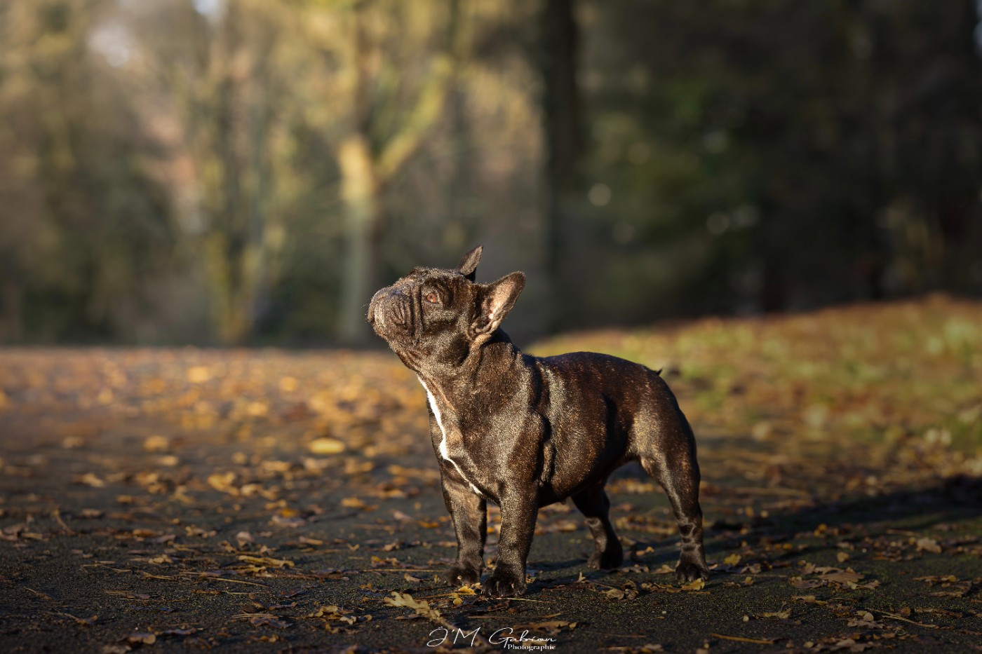 CH. Ultra Violet Light my Way de l'Orme à Lieue