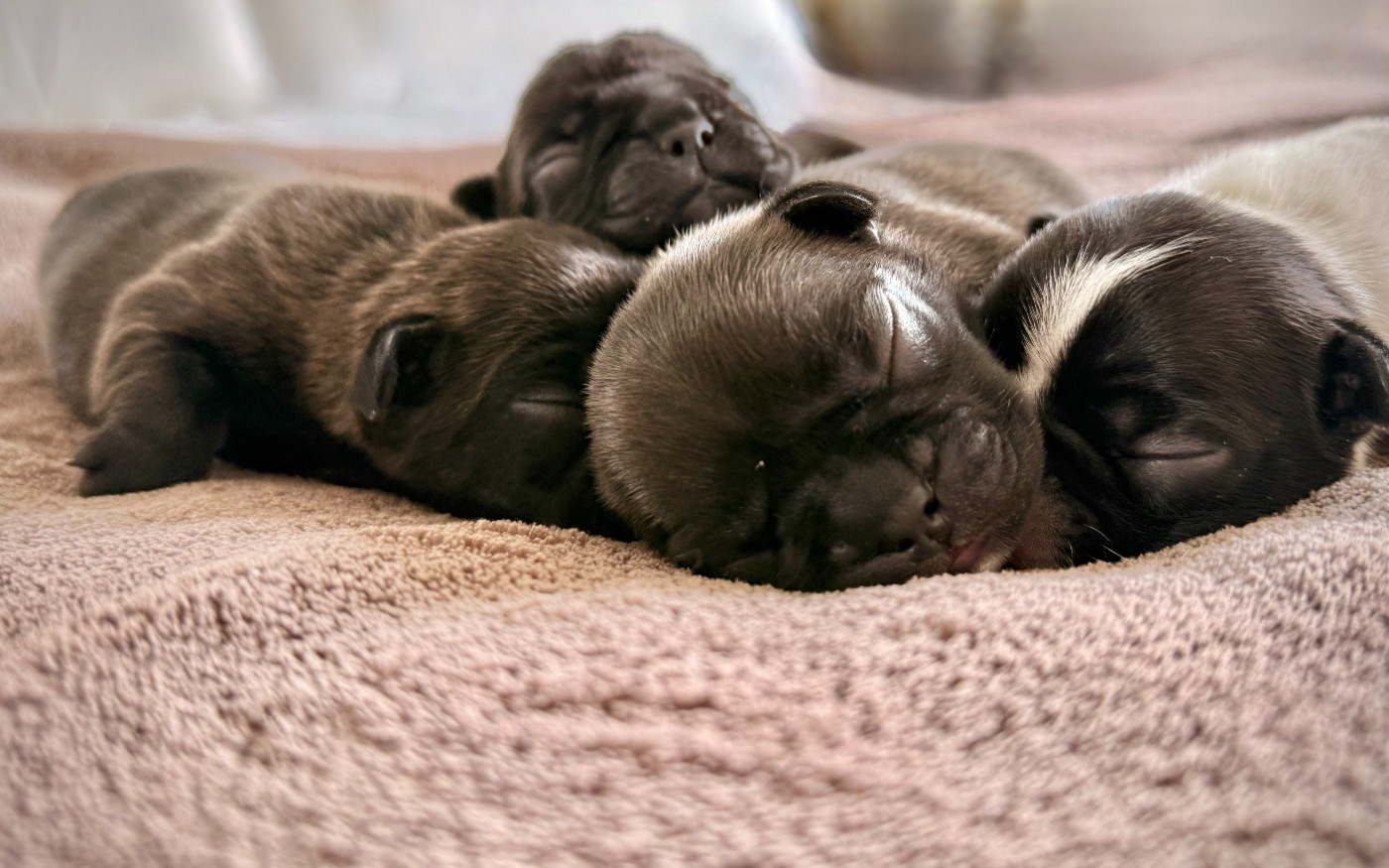 Les bébés sont arrivés