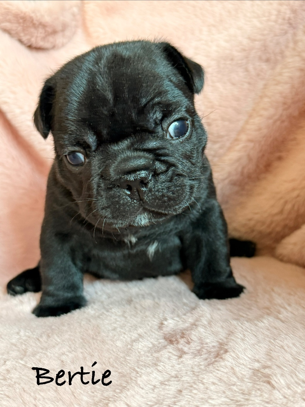 de la Basmonterie - Chiots disponibles - Bouledogue français