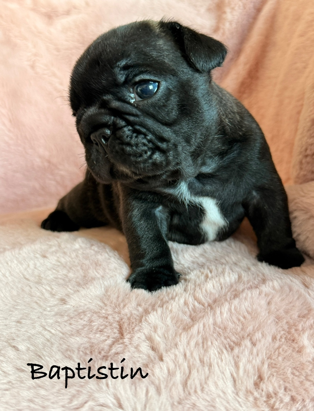 de la Basmonterie - Chiots disponibles - Bouledogue français