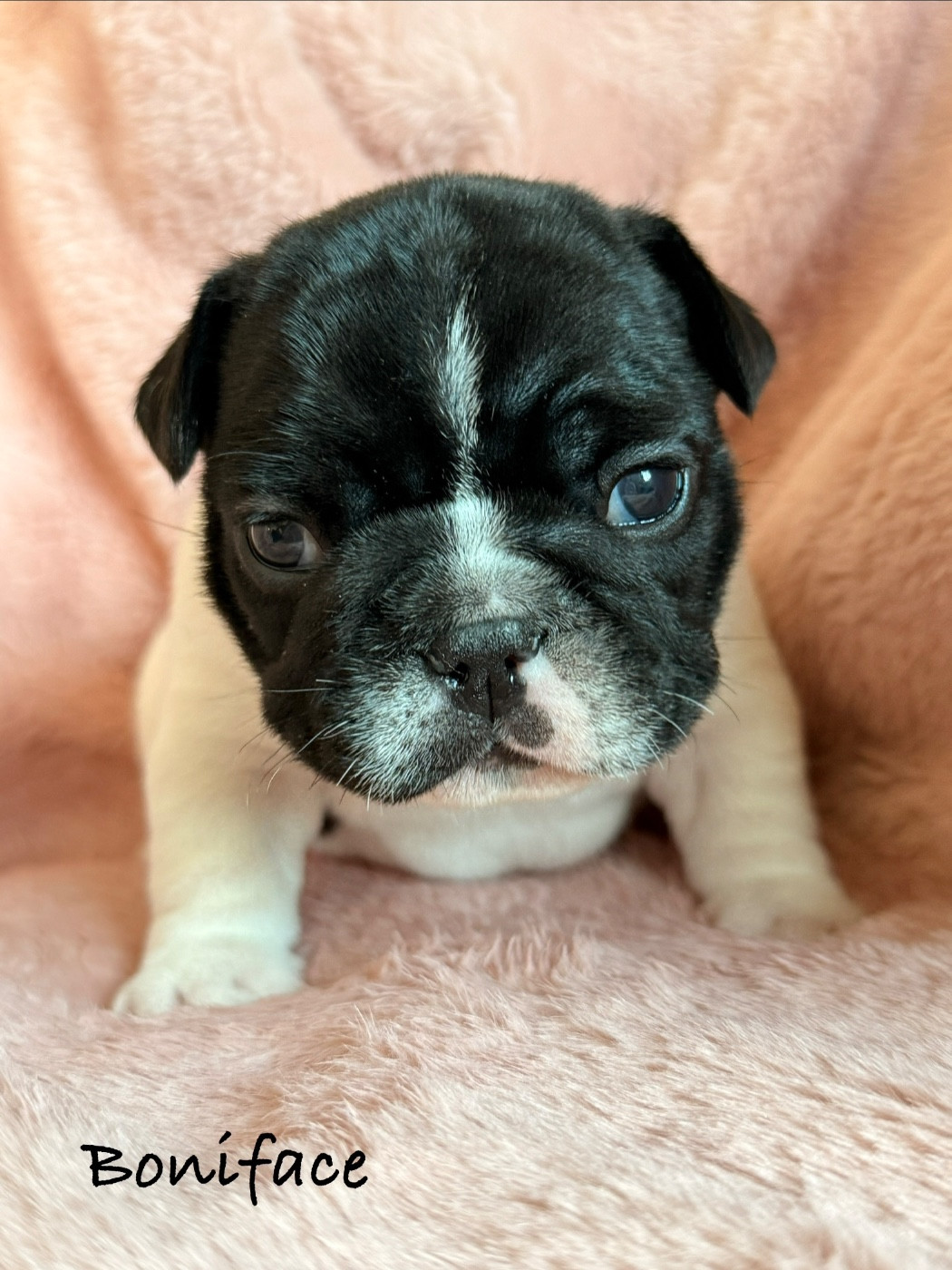 de la Basmonterie - Chiots disponibles - Bouledogue français