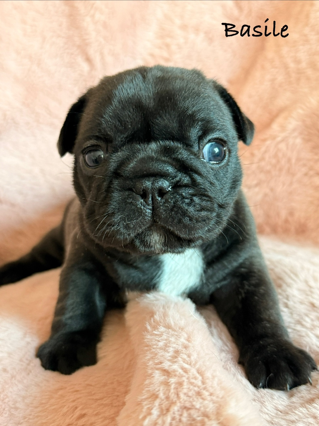 de la Basmonterie - Chiots disponibles - Bouledogue français